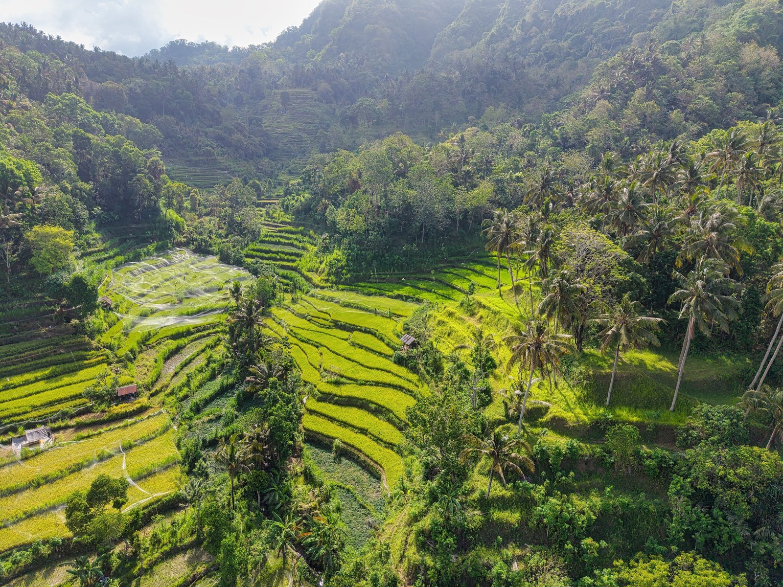Bali Rice Terraces