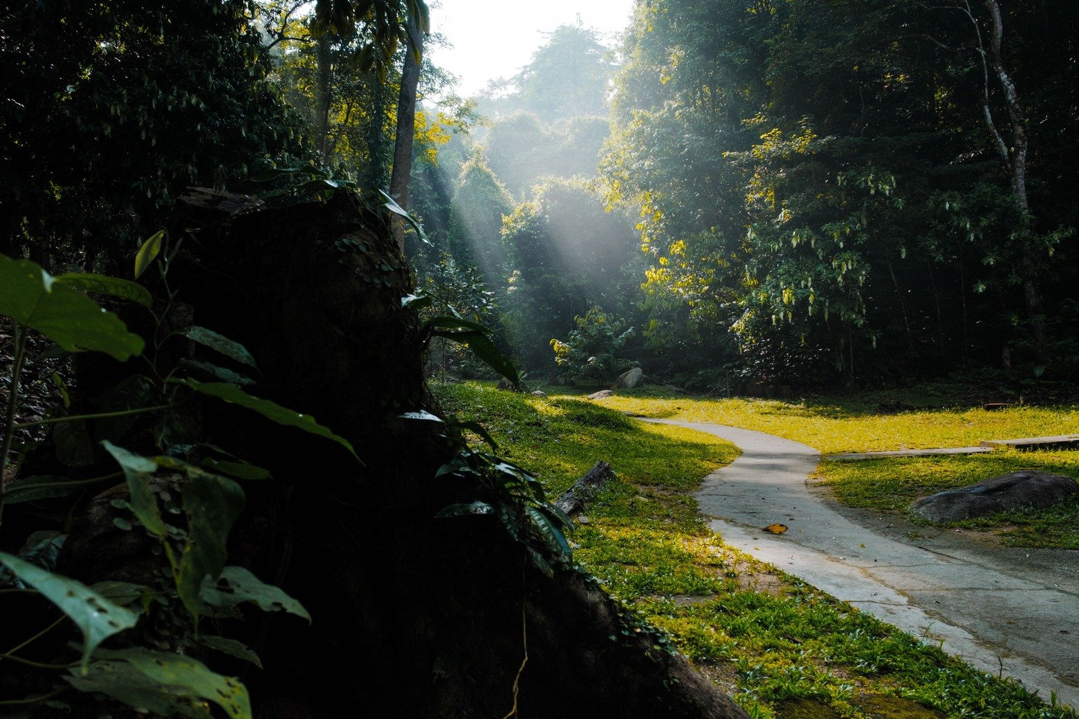 Malaysian Rainforest